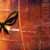 ZONE INDIGENE thumbnail